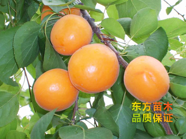 金太陽(yáng)杏