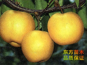 愛(ài)甘水梨