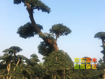 對節(jié)白蠟