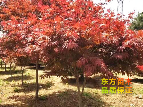 紅楓