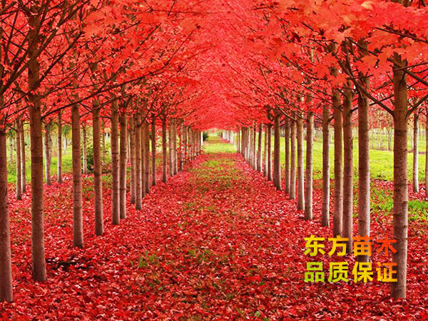 紅楓