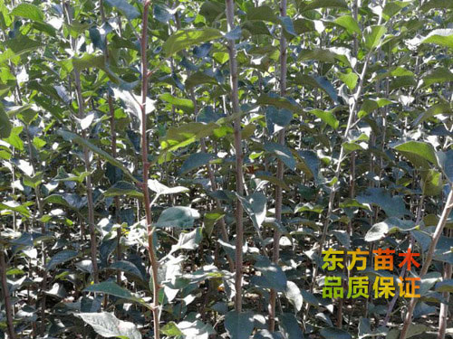 山東果樹(shù)苗種植基地