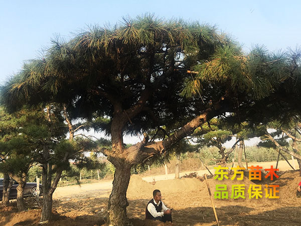 山東綠化苗種植基地