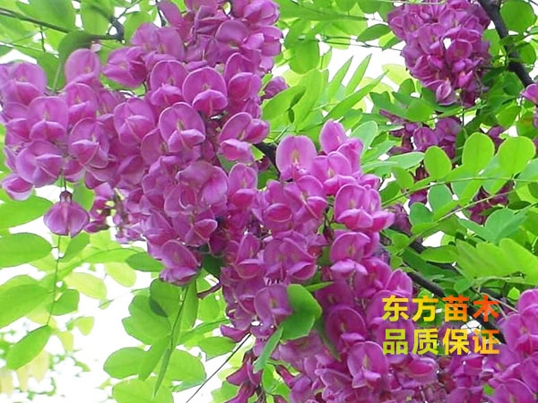 香花槐