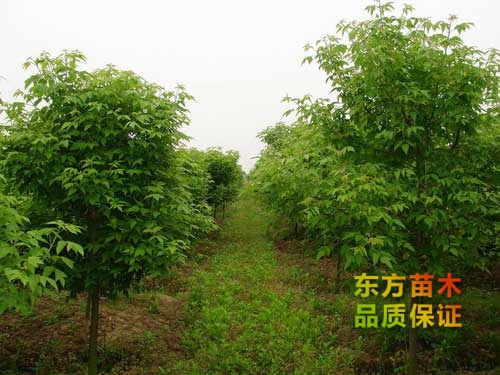 苗木移植的經(jīng)驗(yàn)小技巧